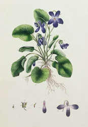 Veilchen, Seite aus einem Album botanischer Studien, ca. 1830